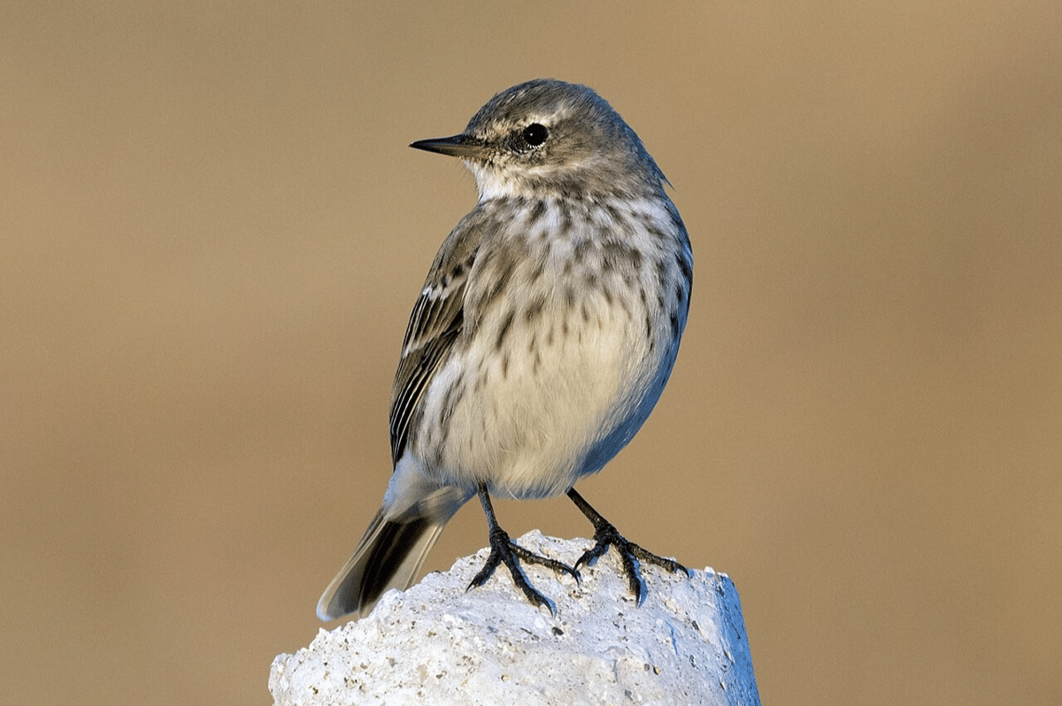 5 Fakta Mengejutkan Pipit Air, Burung Kecil yang Hidup di Area Lembap