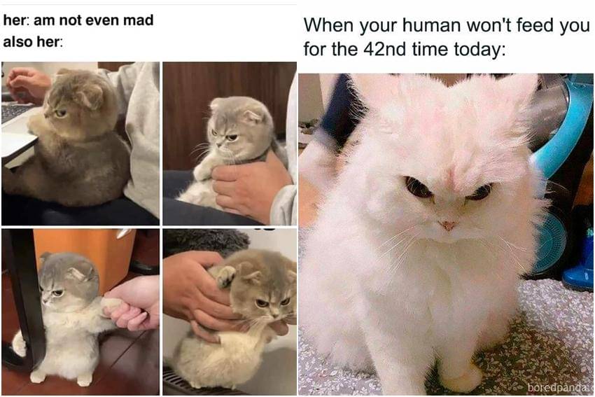 kolase meme kucing lagi marah