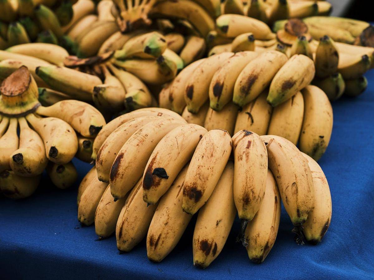 ilustrasi pisang matang