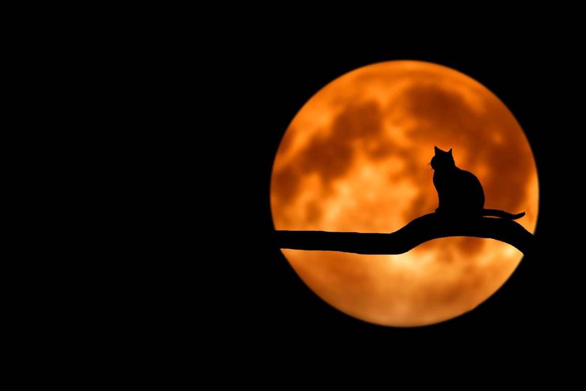 Ilustrasi halloween