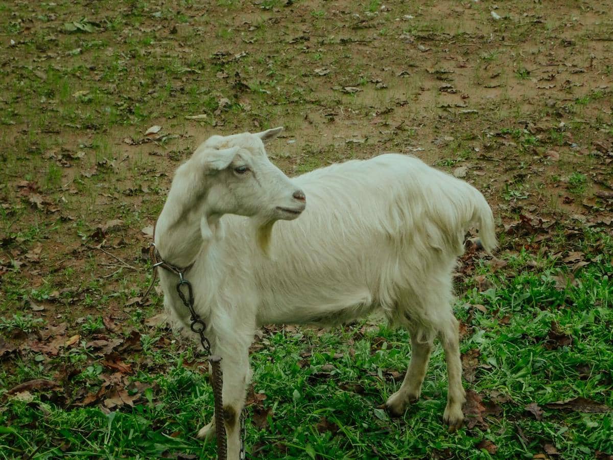 Kambing Saanen 
