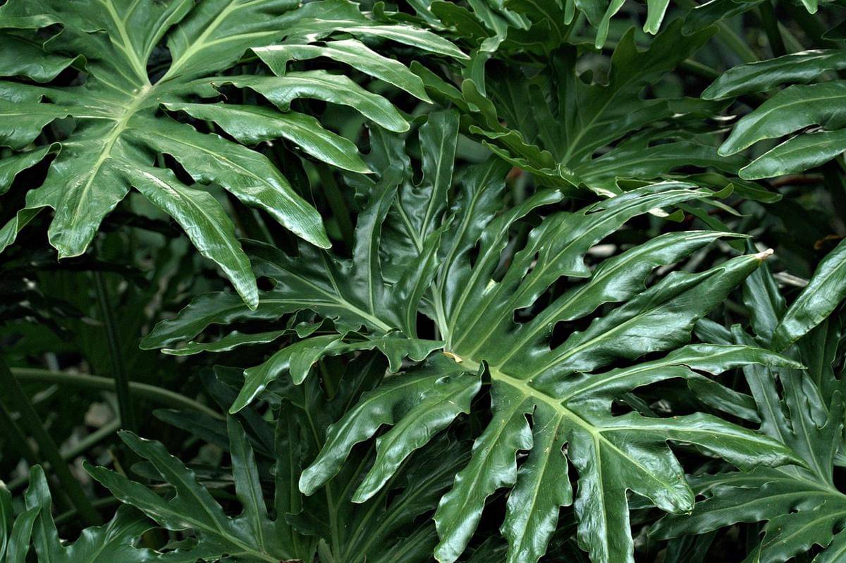 ilustrasi philodendron xanadu