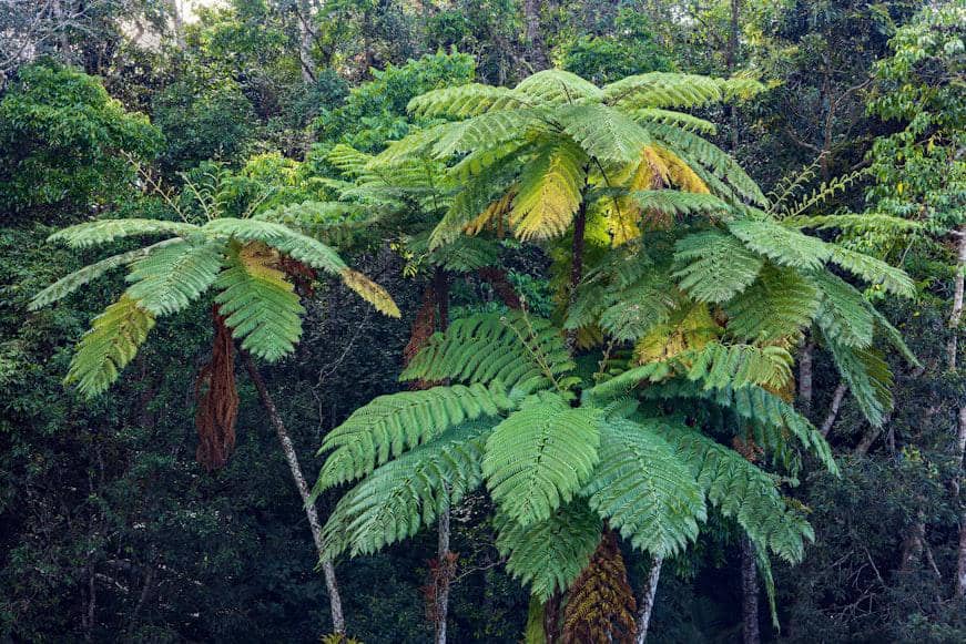 Cyathea