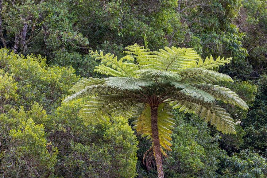 Cyathea