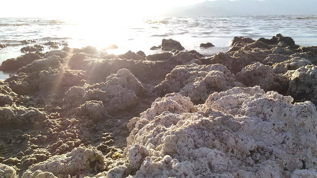 Fakta Unik Salton Sea, “Surga” Liburan yang Kini Jadi Bencana
