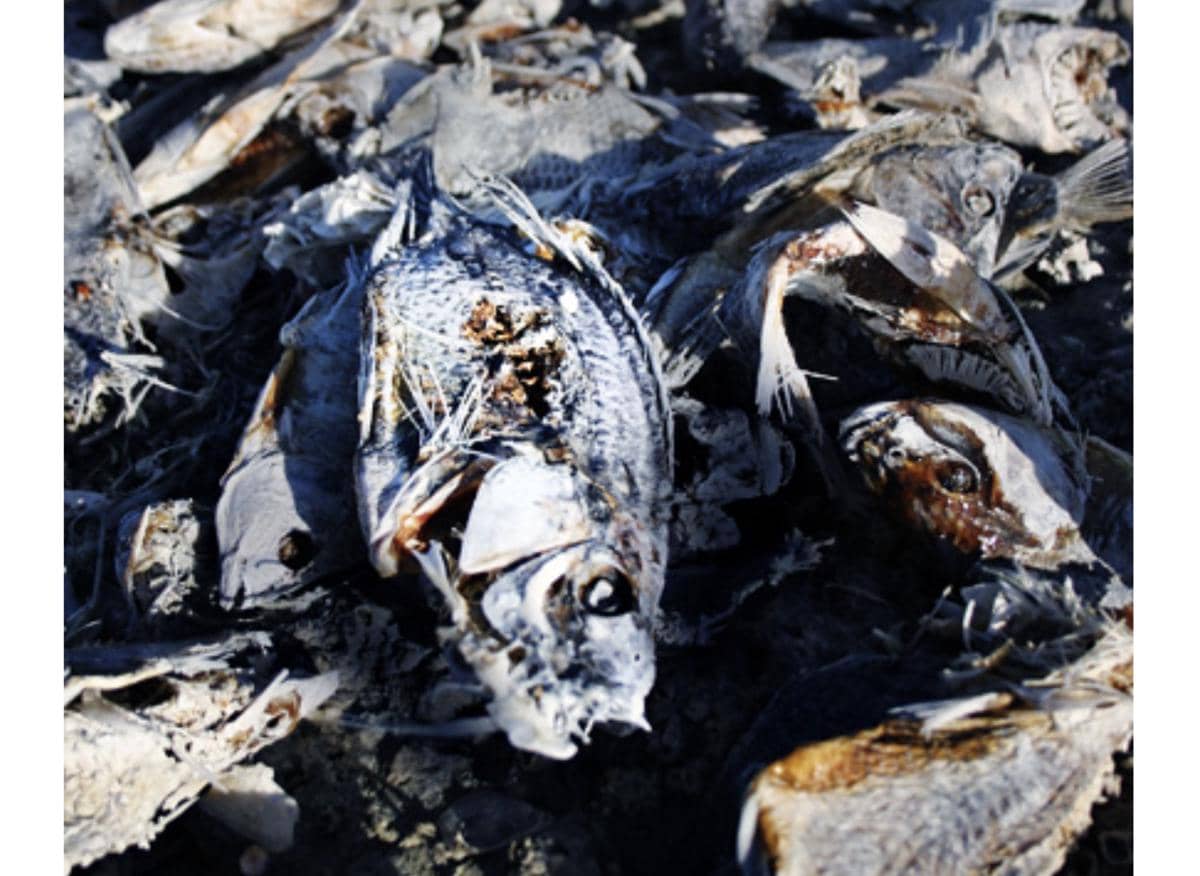 Fakta Unik Salton Sea, “Surga” Liburan yang Kini Jadi Bencana
