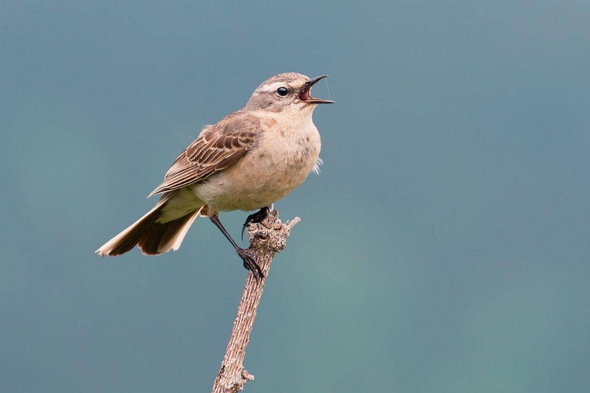 pipit air