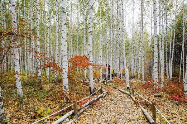Hutan Wondae-ri di Inje