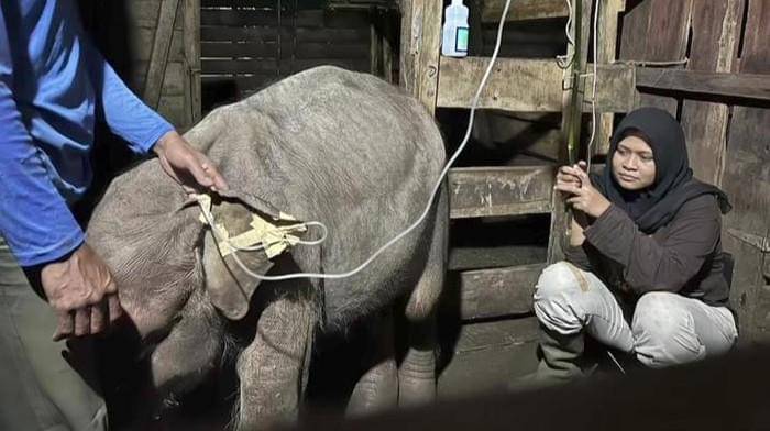 gajah-panton-saat-masih-dirawat-foto-screenshot-video-bksda-1760436153092_169.jpeg