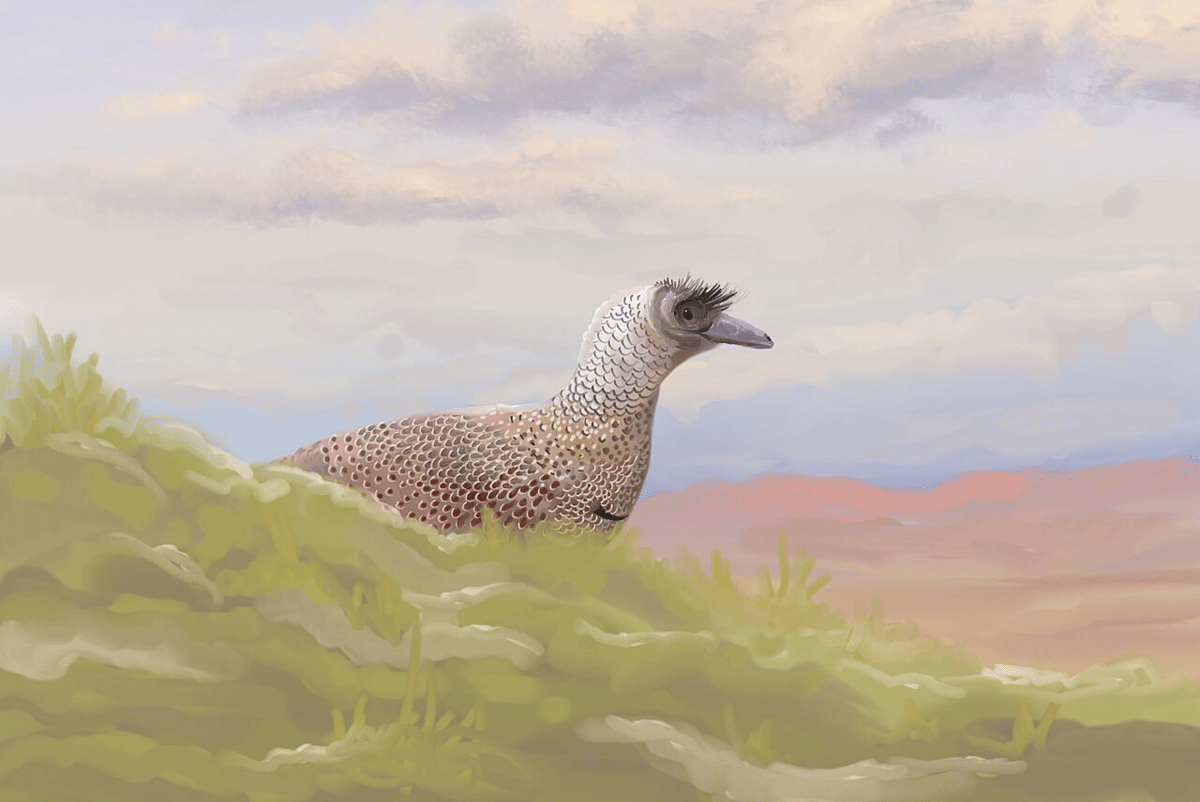 Parvicursor remotus
