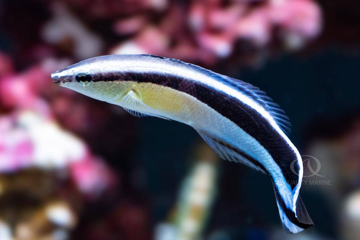 ilustrasi cleaner wrasse