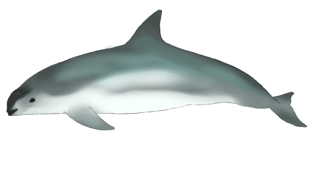 Ilustrasi artistik bentuk tubuh vaquita