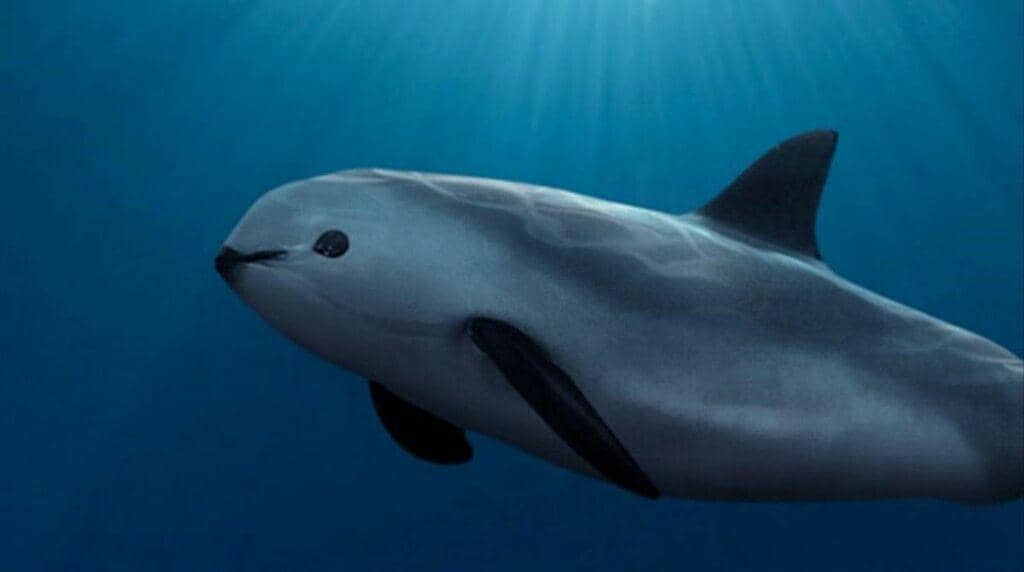 7 Fakta Vaquita, Mamalia Laut Paling Terancam Punah di Dunia!