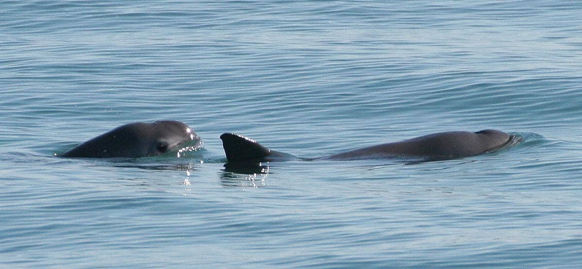 Dua ekor vaquita