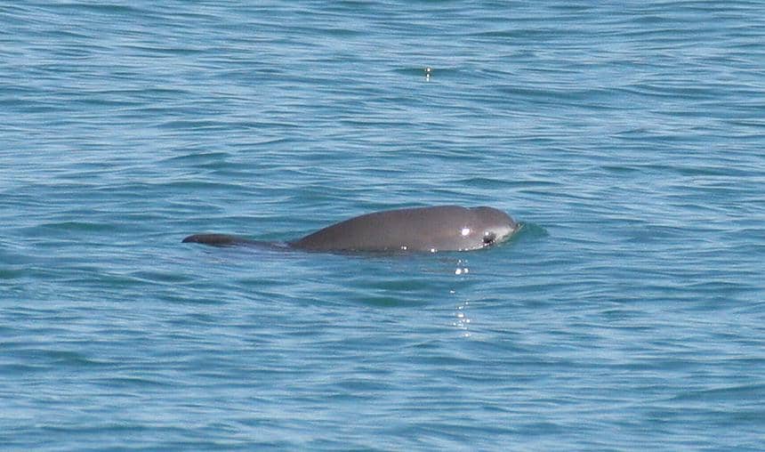 Vaquita (Phocoena sinus), mamalia laut paling terancam punah di dunia