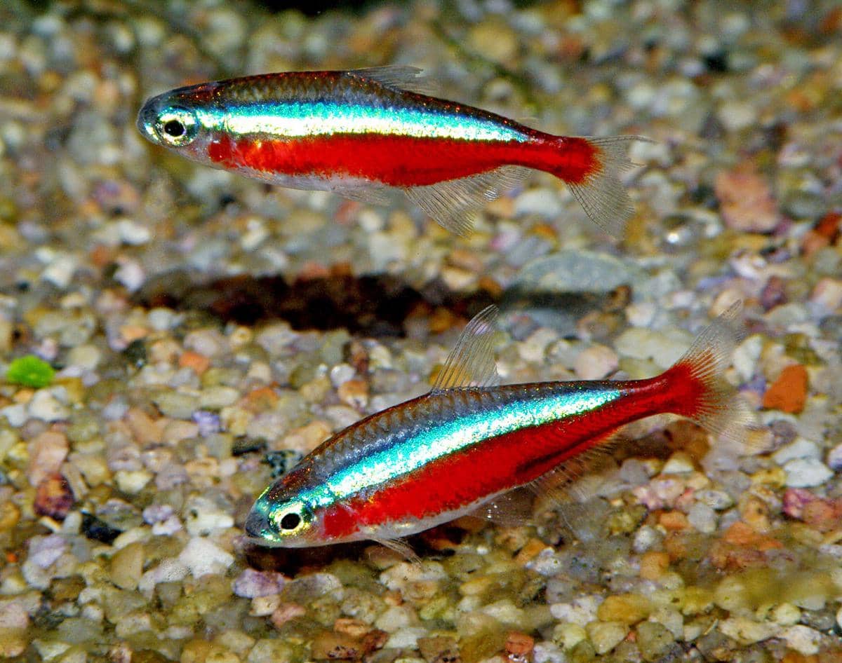 Spesies Ikan Berwarna Merah yang Cantik, Kamu Sudah Punya