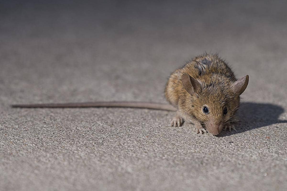 tikus