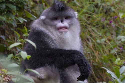 Ilustrasi snub-nosed monkey yang jadi simbol spiritual tapi nyaris punah