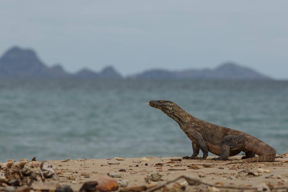 Sindikat Perdagangan Komodo Terbongkar, 20 Satwa Langka NTT Terlanjur Dijual
