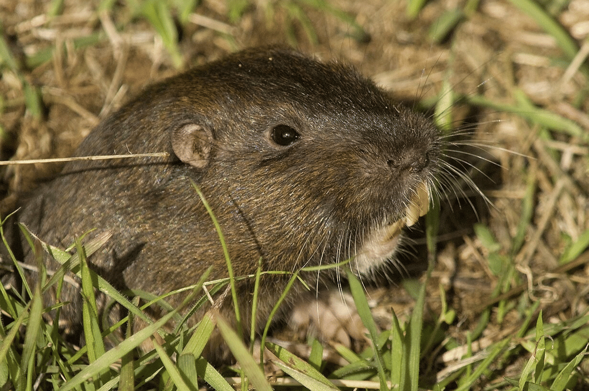 tikus saku botta