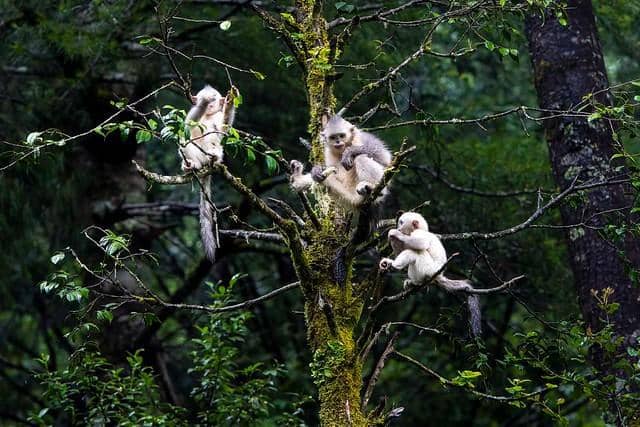 Ilustrasi snub-nosed monkey yang suka hidup berkelompok sejak kecil