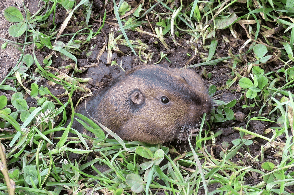 tikus saku botta