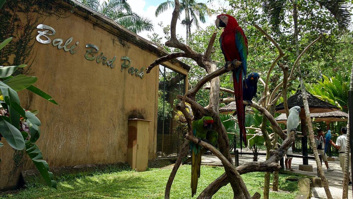 Bali Bird Park