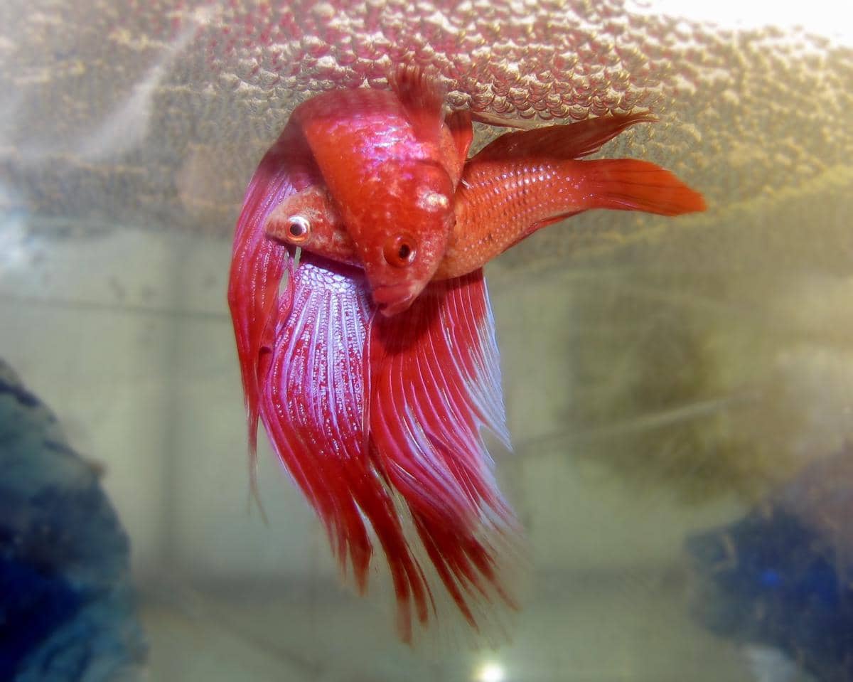 Spesies Ikan Berwarna Merah yang Cantik, Kamu Sudah Punya