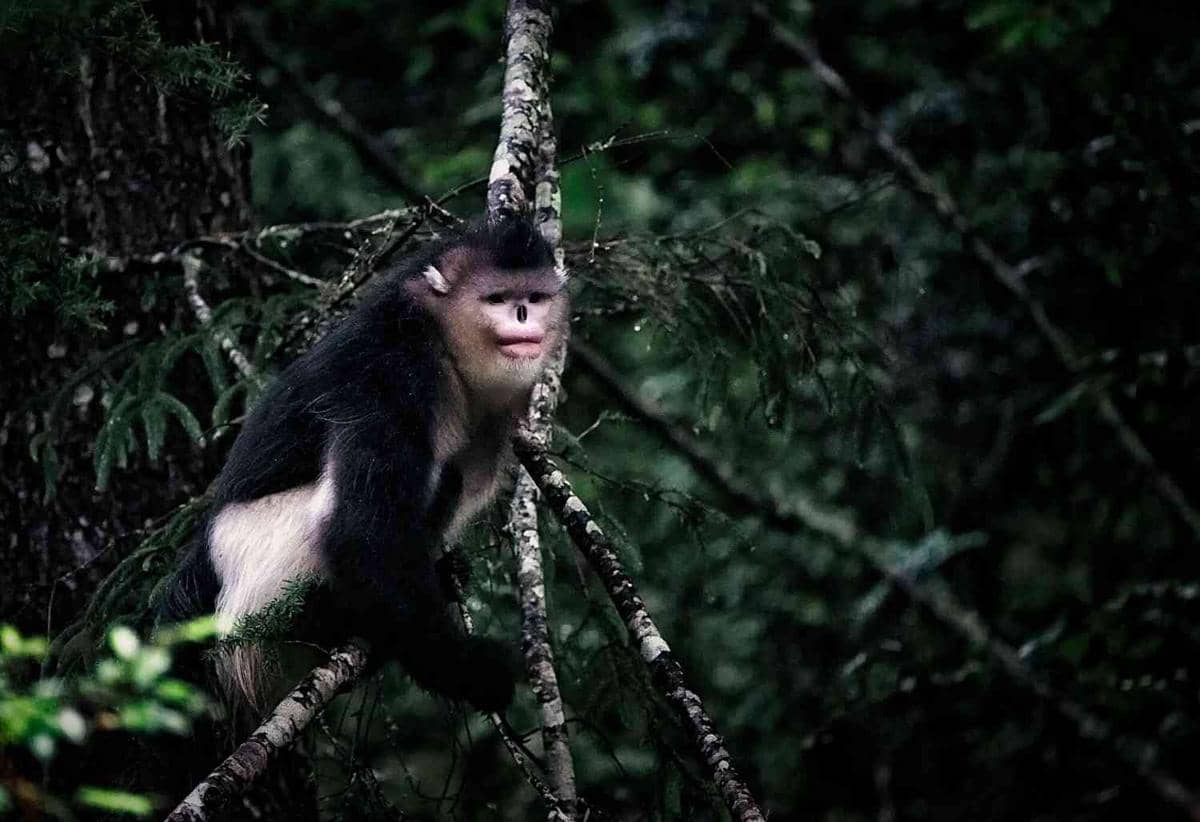 Ilustrasi black snub-nosed monkey yang endemik dari Yunnan dan Tibet