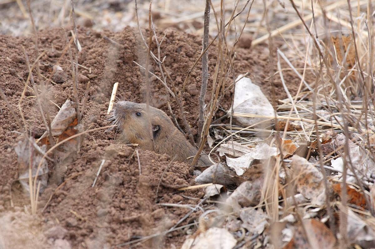 tikus saku botta