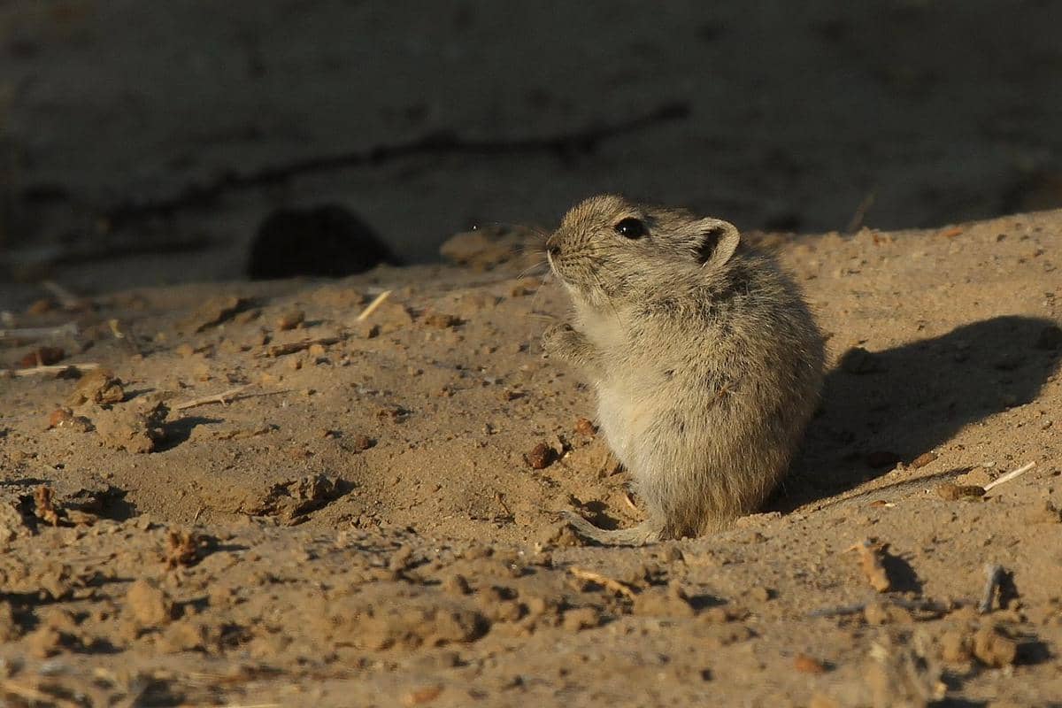 tikus