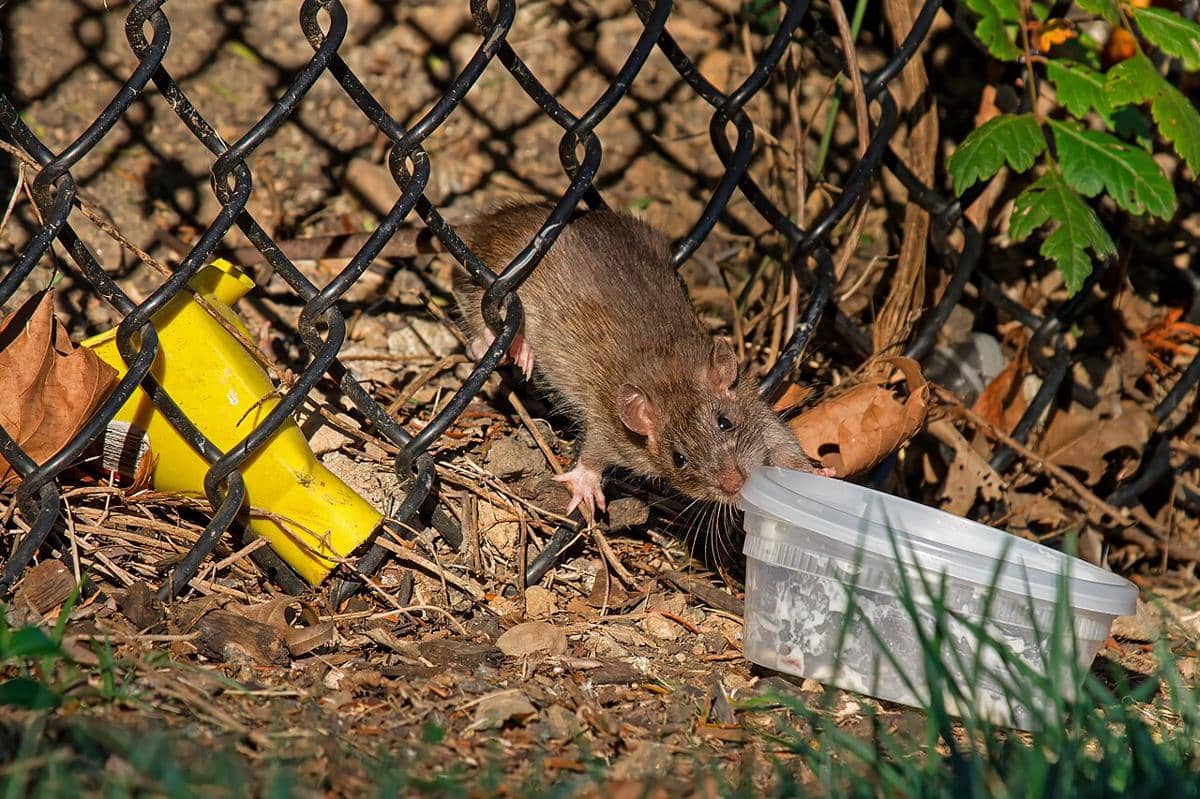 tikus