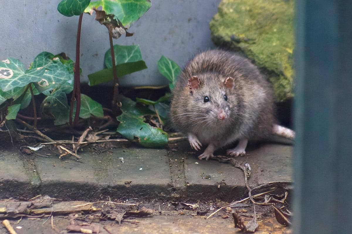 tikus