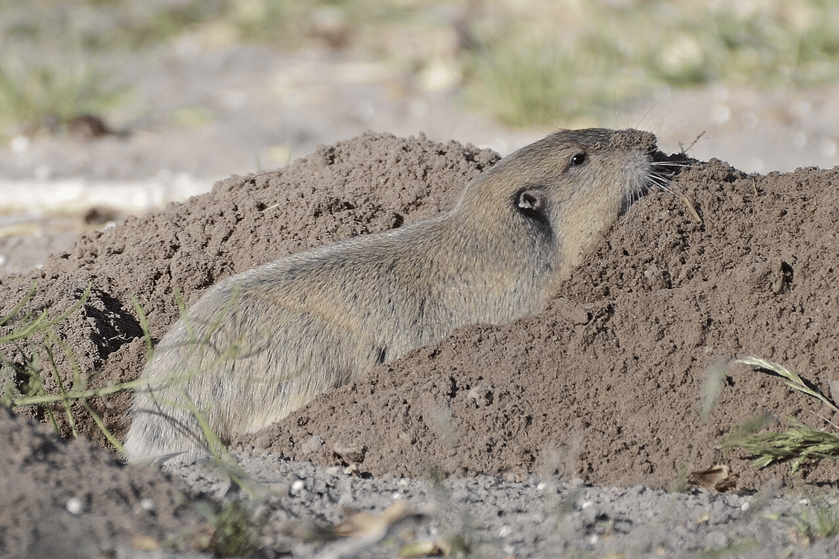 tikus saku botta