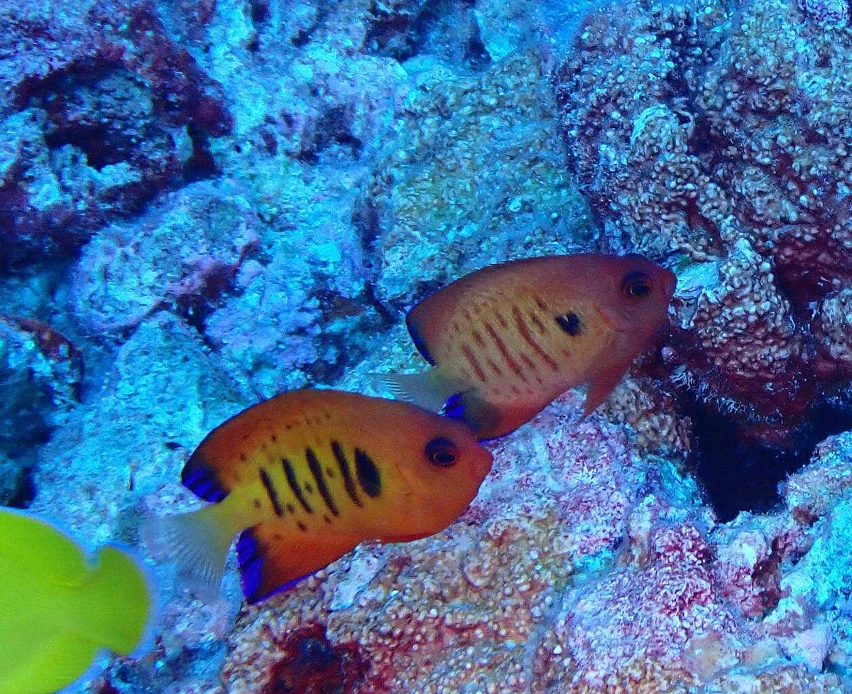 8 Spesies Ikan Berwarna Merah yang Cantik, Apa Saja?