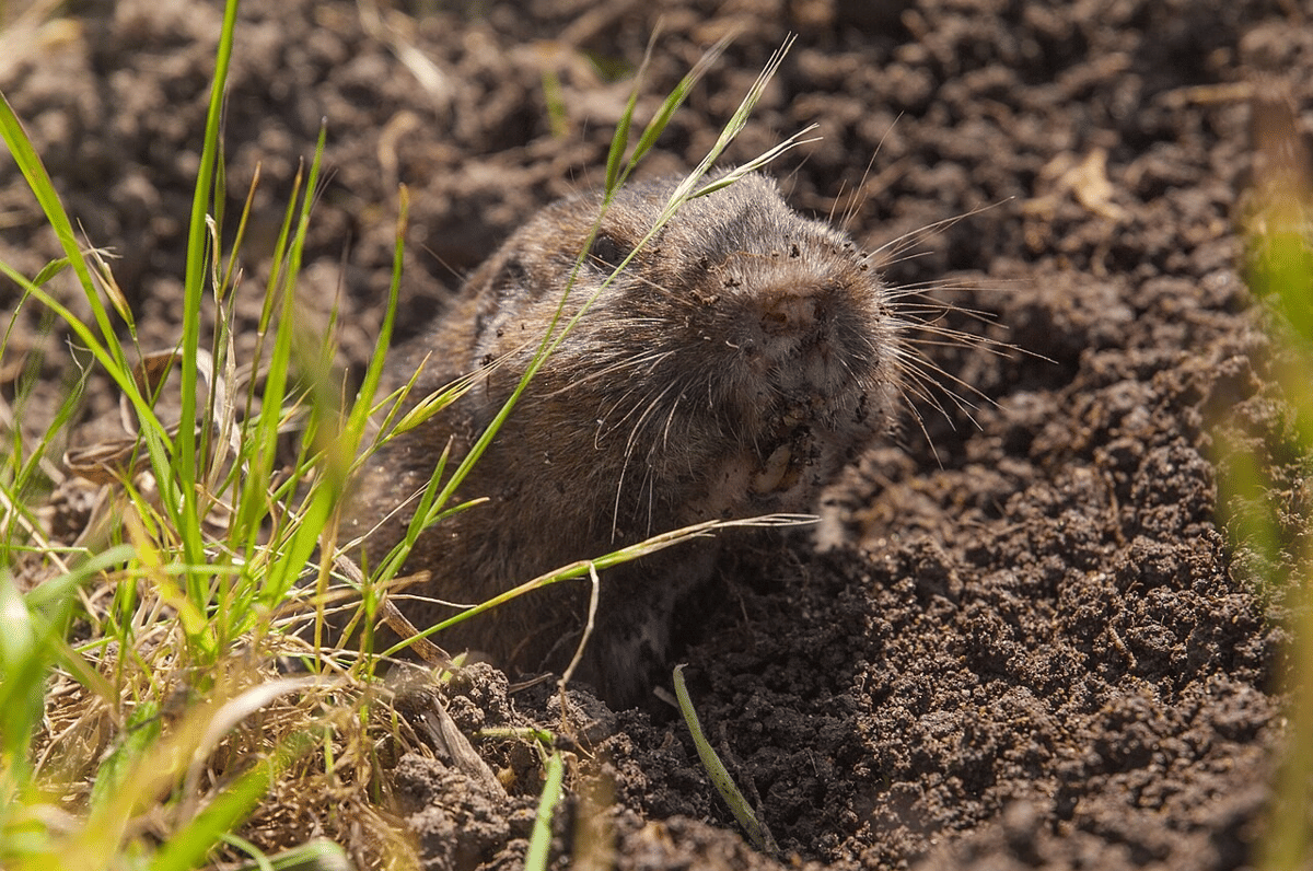 tikus saku botta