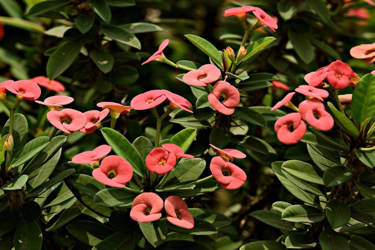 Euphorbia miliiilustrasi euphorbia milii