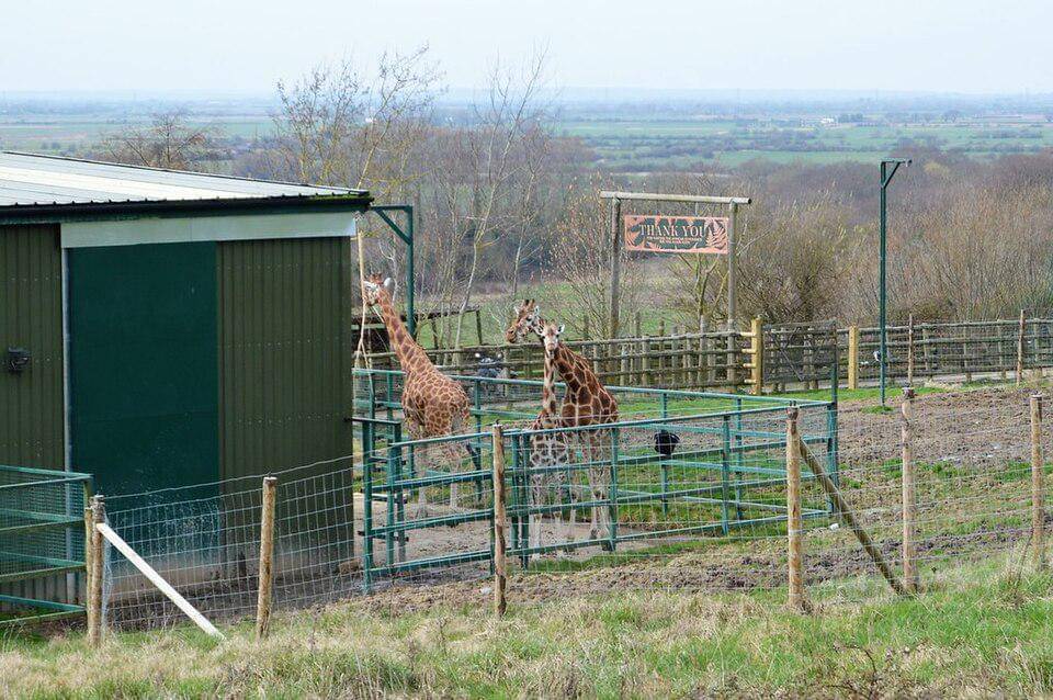 jerapah yang menghuni Port Lympne Wild Animal Park