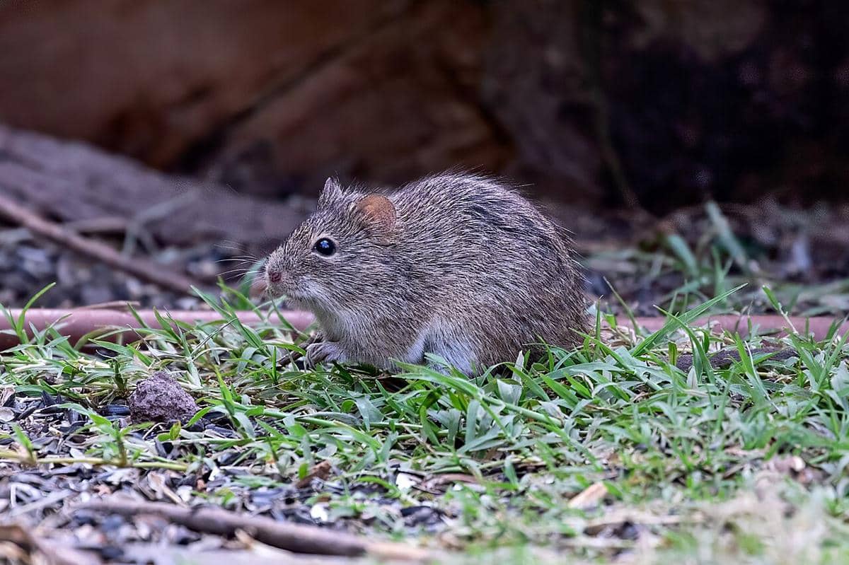 5 Tempat Persembunyian Tikus di Area Pemukiman, Salah Satunya Atap Rumah