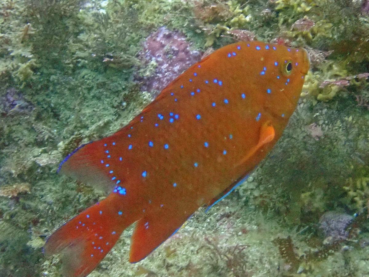 Spesies Ikan Berwarna Merah yang Cantik, Kamu Sudah Punya
