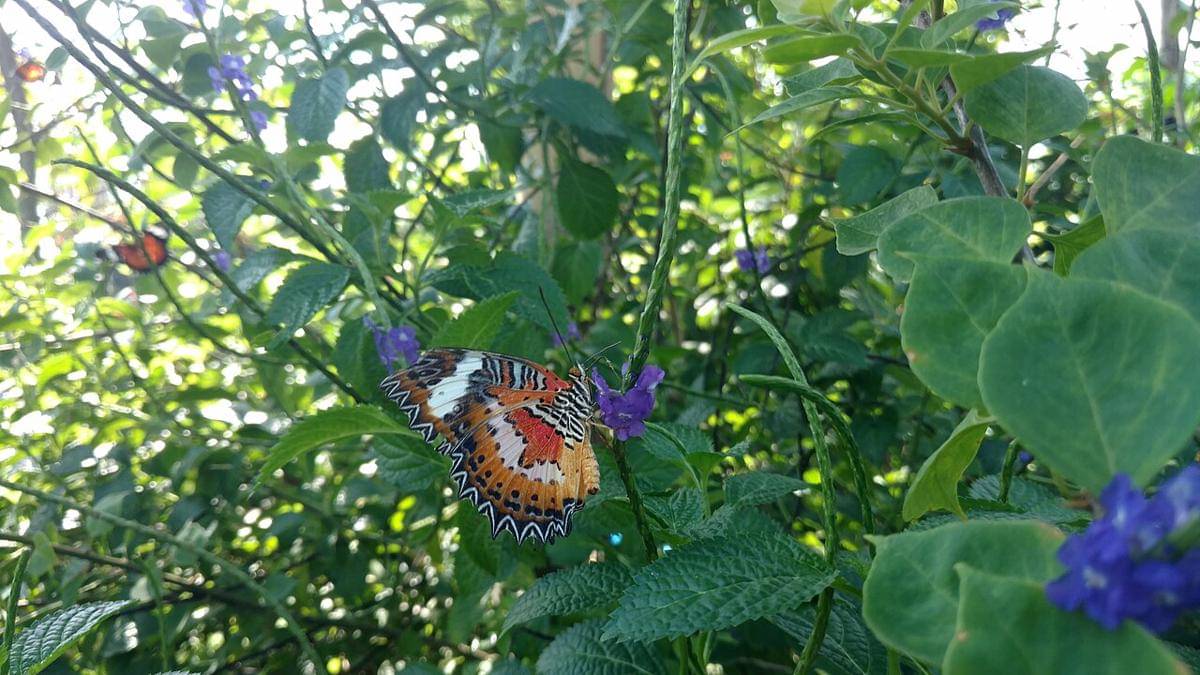 Kemenuh Butterfly Park