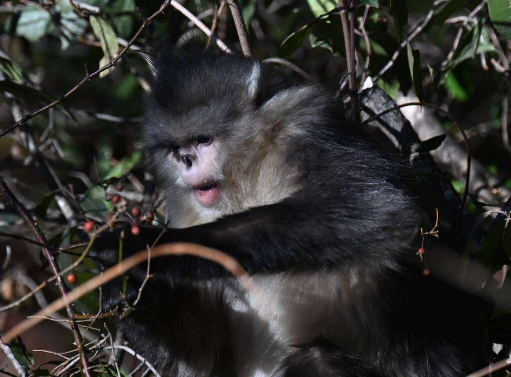 Ilustrasi black snub-nosed monkey yang punya bulu lebat dan wajah pucat