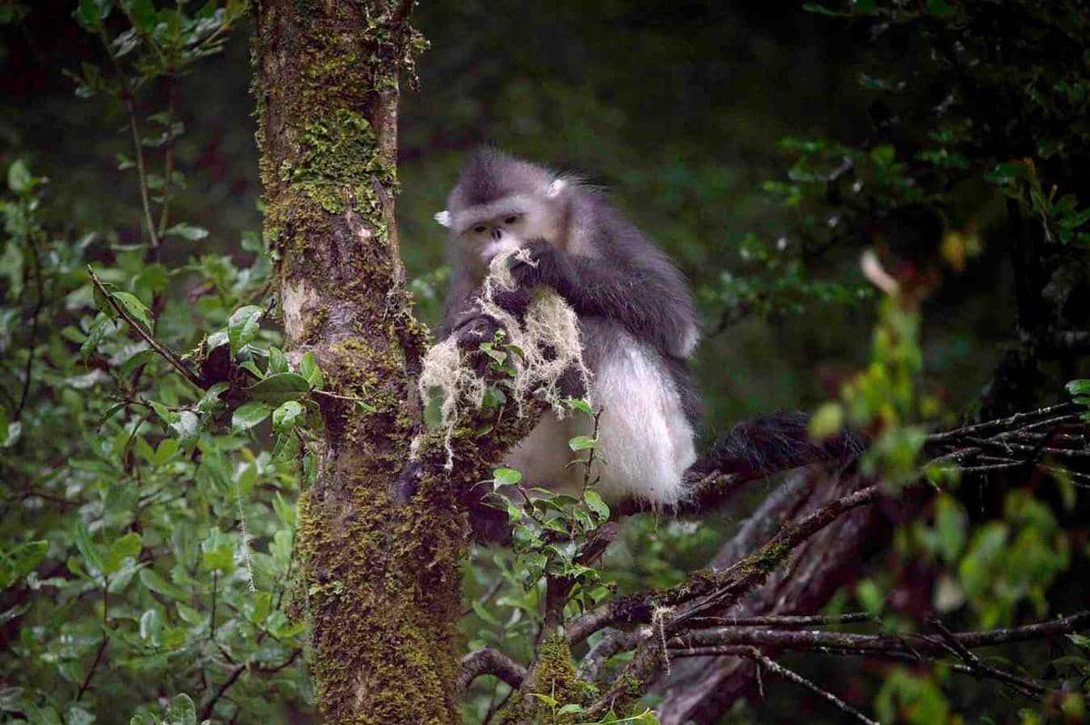 Ilustrasi black snub-nosed monkey yang unik di dunia primata karena makan lumut dan kulit pohon
