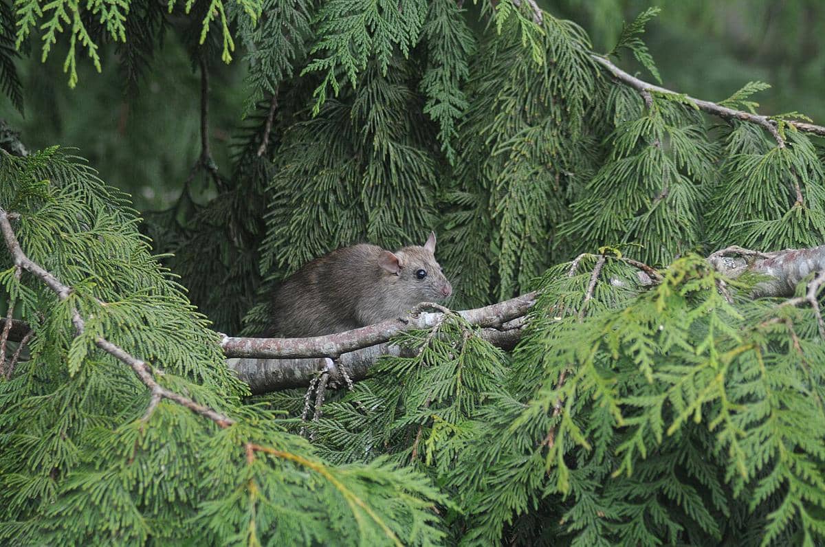 tikus