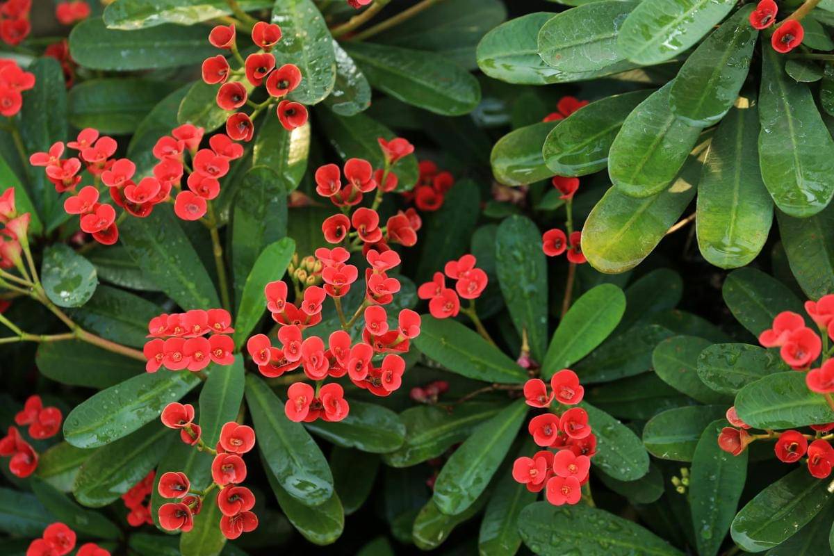 Euphorbia milii