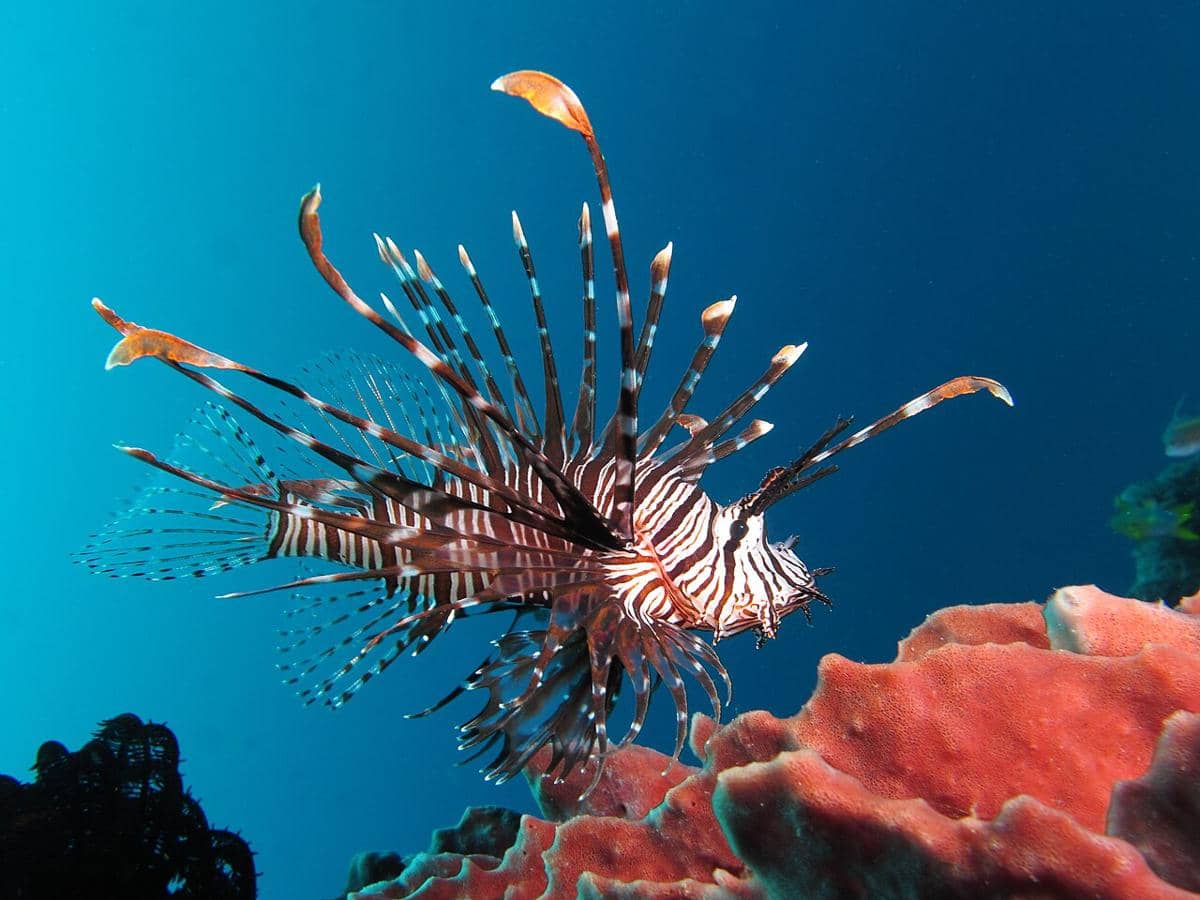 Spesies Ikan Berwarna Merah yang Cantik, Kamu Sudah Punya