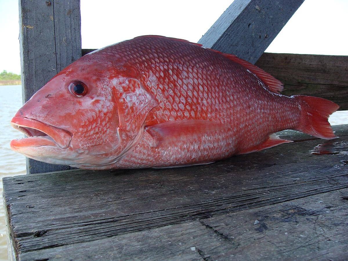 Spesies Ikan Berwarna Merah yang Cantik, Kamu Sudah Punya
