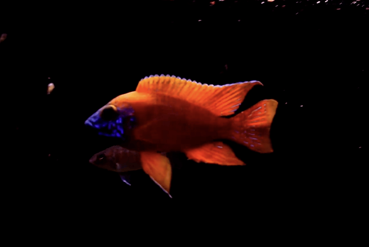 Spesies Ikan Berwarna Merah yang Cantik, Kamu Sudah Punya
