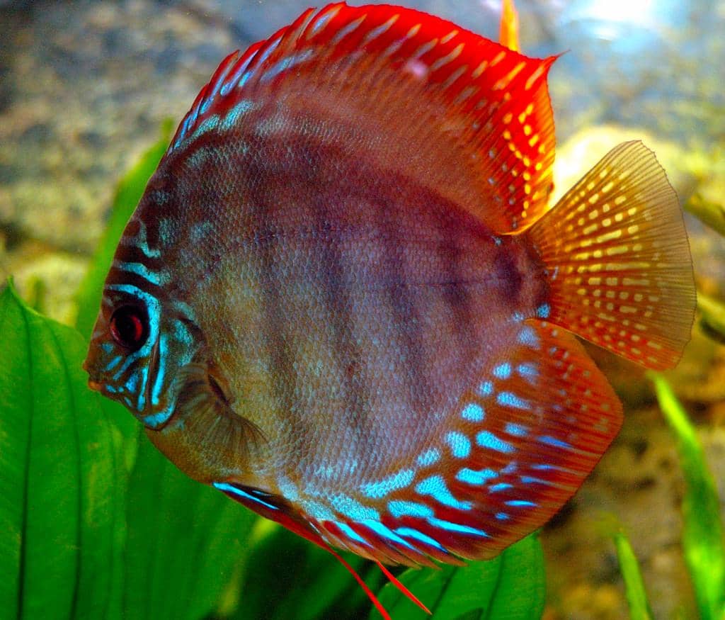 Spesies Ikan Berwarna Merah yang Cantik, Kamu Sudah Punya