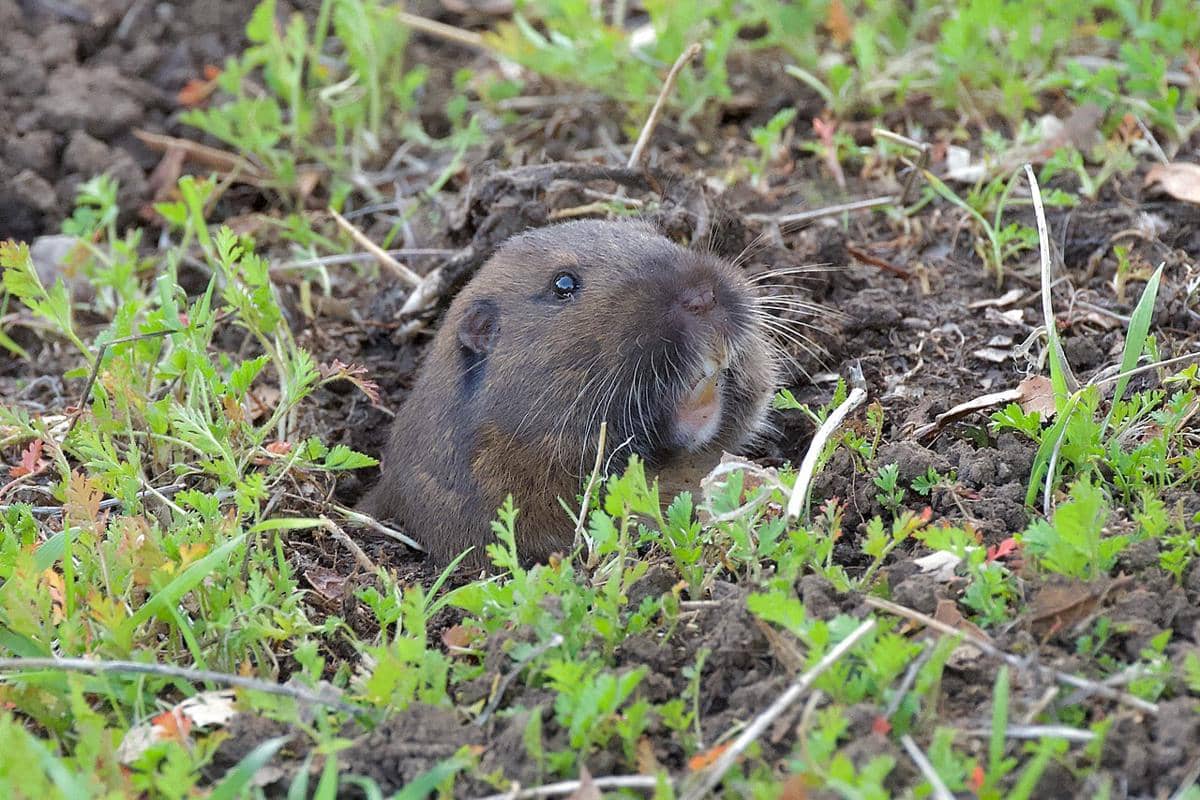 5 Fakta Unik Tikus Saku Botta, Individu Jantannya Tak Berhenti Tumbuh